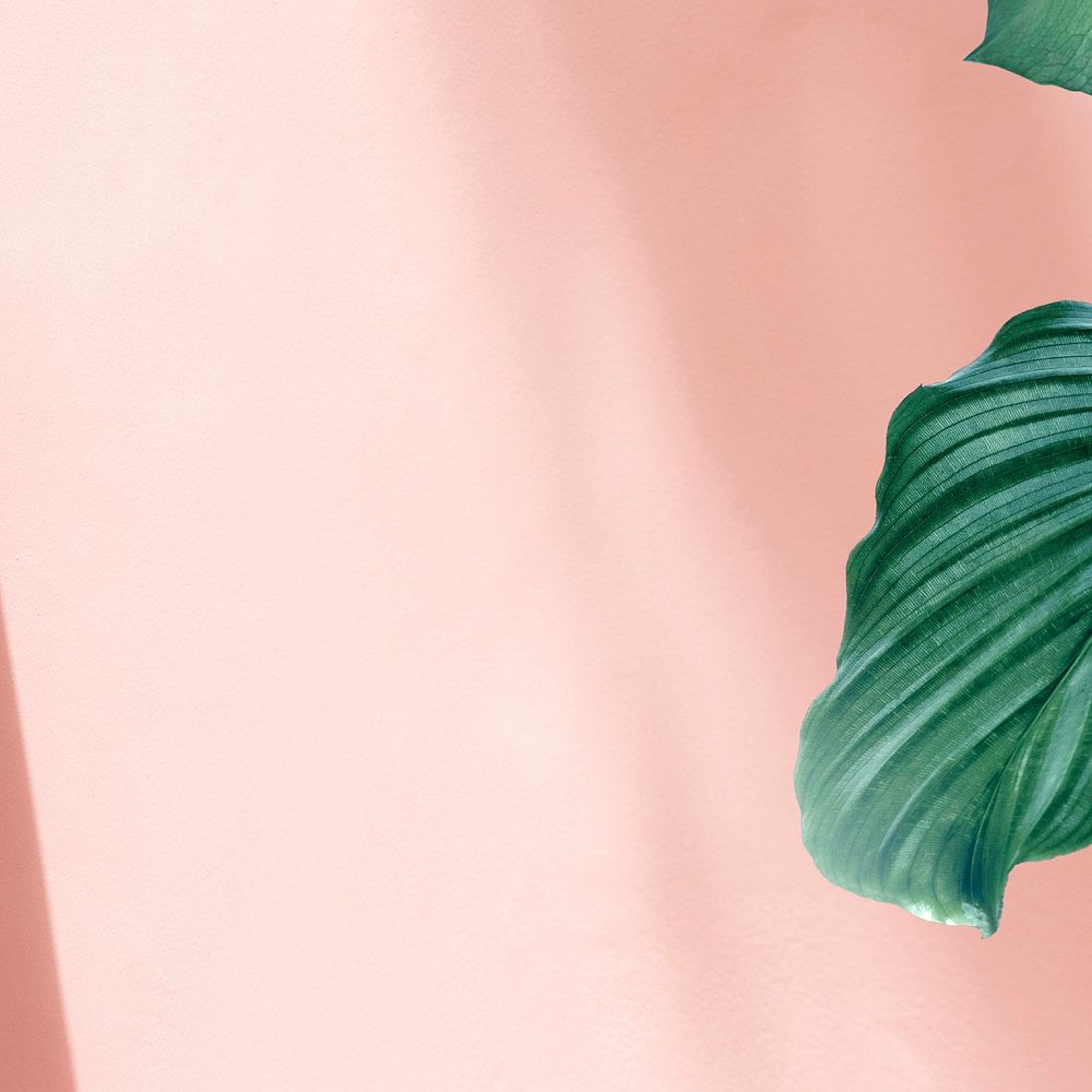 Aesthetic pink background, Leaf border design