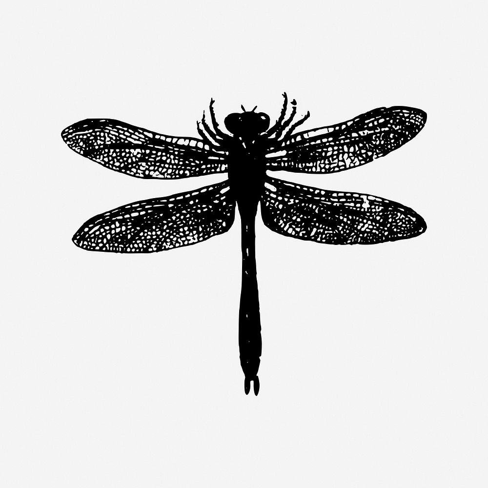 Dragonfly illustration. Free public domain CC0 image.