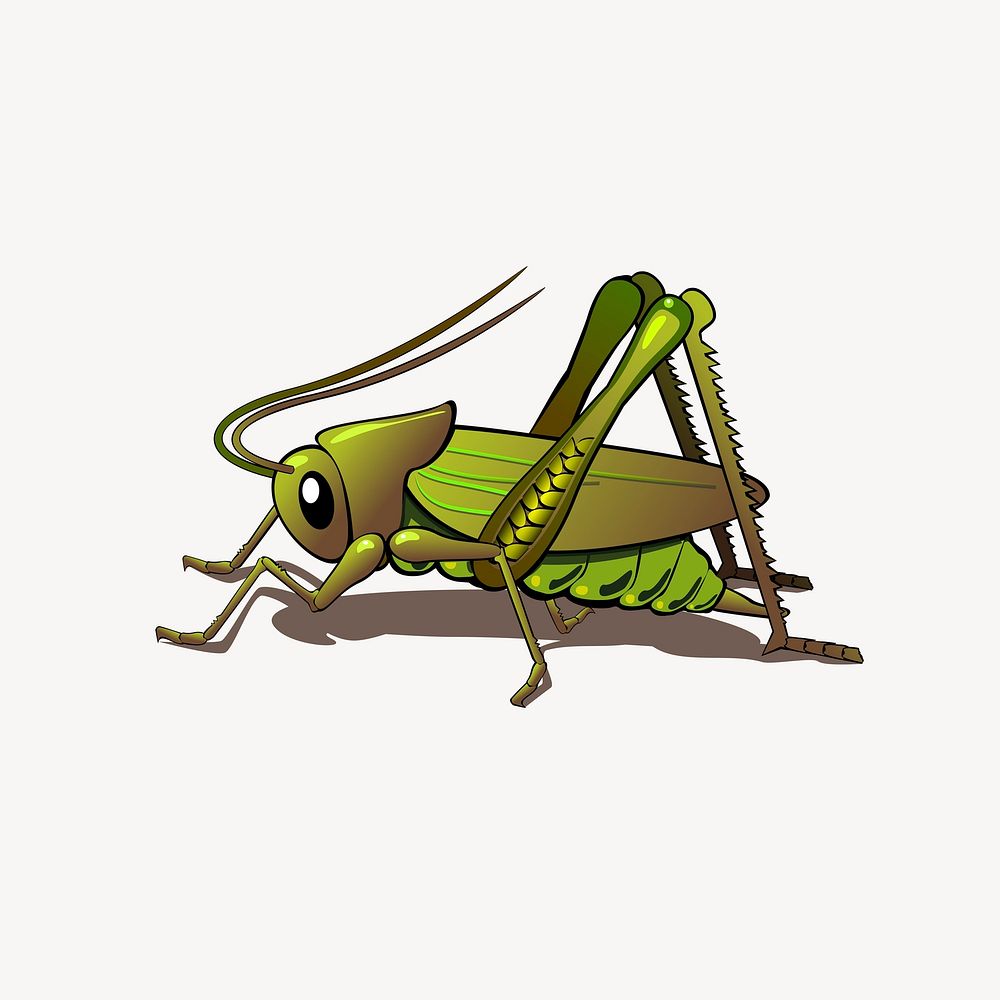 Grasshopper illustration. Free public domain CC0 image.