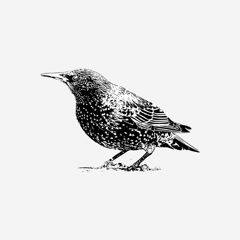 Bird illustration. Free public domain CC0 image.