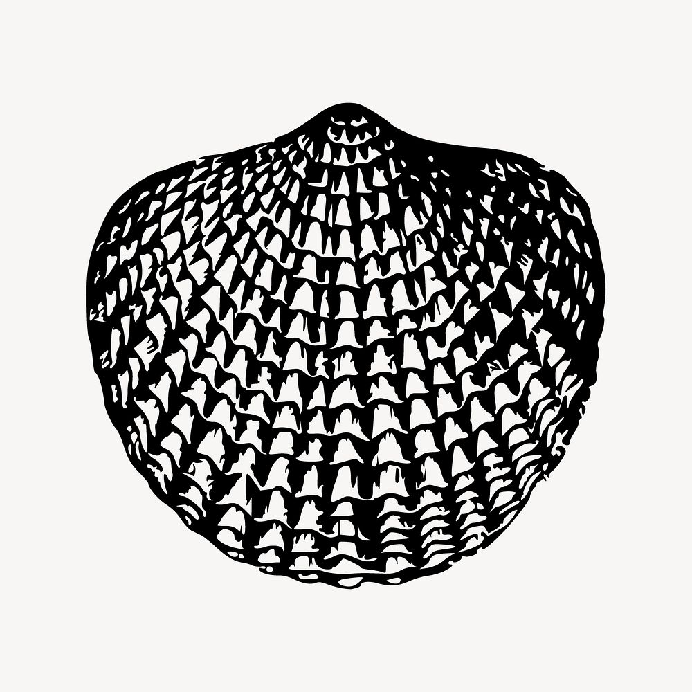 Shell illustration. Free public domain CC0 image.