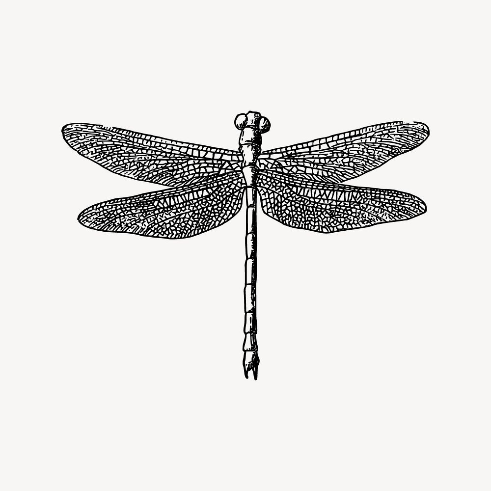 Dragonfly collage element vector. Free | Free Vector - rawpixel