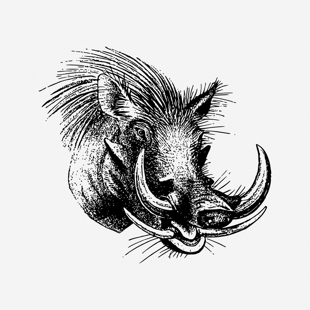 Wild boar illustration. Free public domain CC0 image.