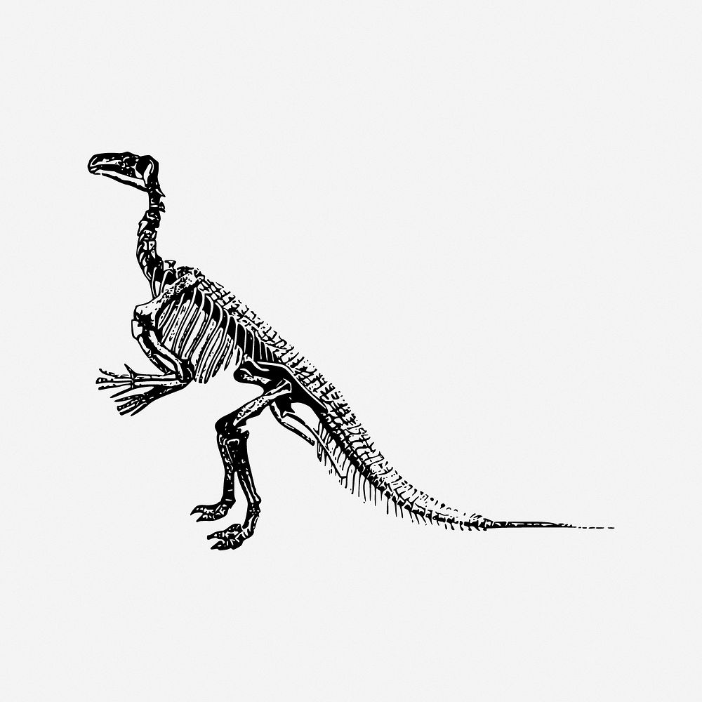 Dinosaur fossil illustration. Free public domain CC0 image.