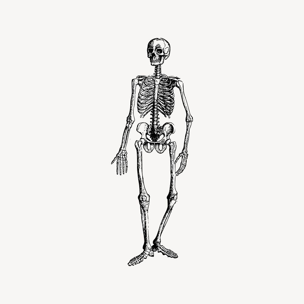 Human skeleton collage element vector. | Free Vector - rawpixel