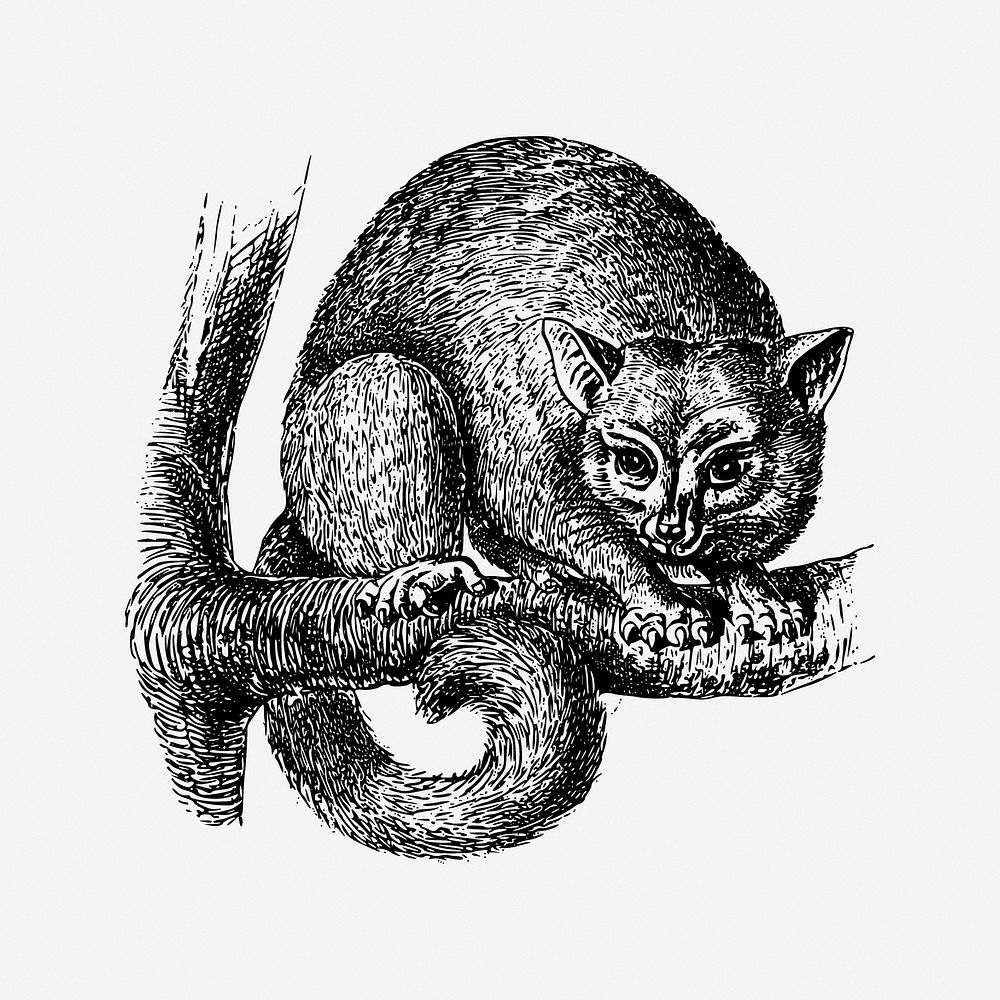 Opossum illustration. Free public domain CC0 image.