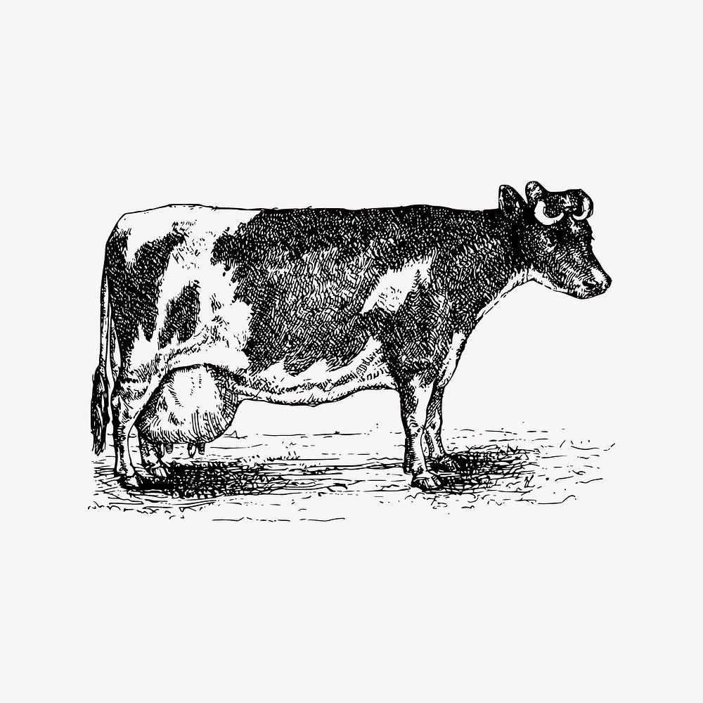 Cow clipart, illustration vector. Free public domain CC0 image.