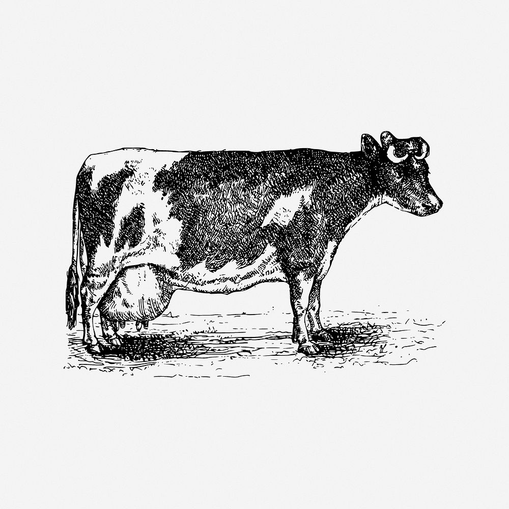 Cow clipart, illustration. Free public domain CC0 image.