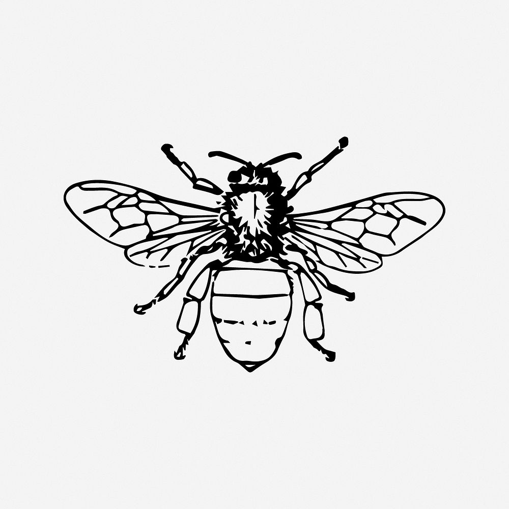 Bee illustration. Free public domain CC0 image.