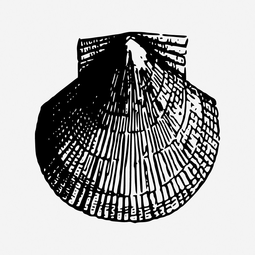 Scallop sea shell illustration. Free public domain CC0 image.