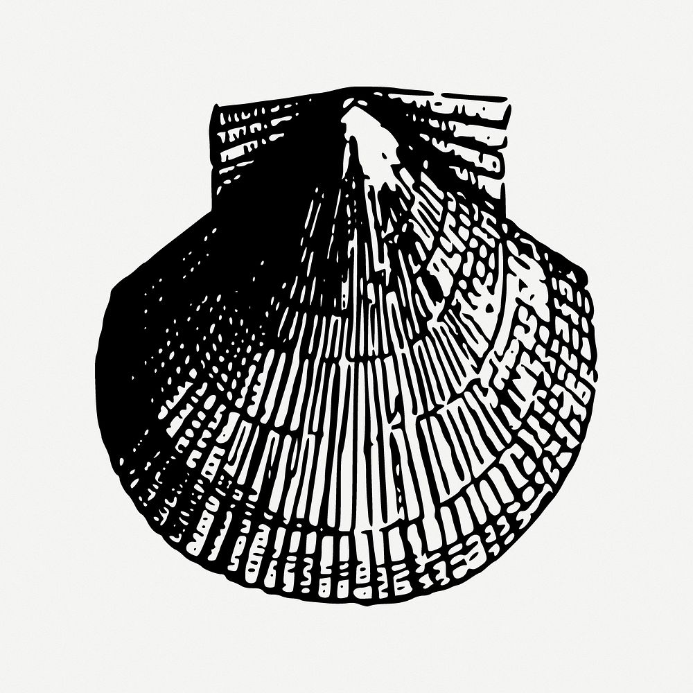 Scallop sea shell collage element psd. Free public domain CC0 image.