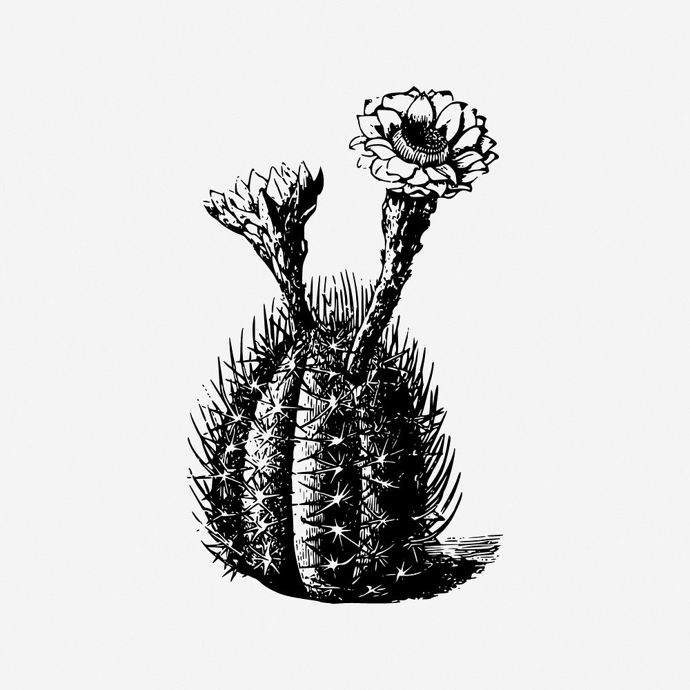 Cactus illustration. Free public domain CC0 image.