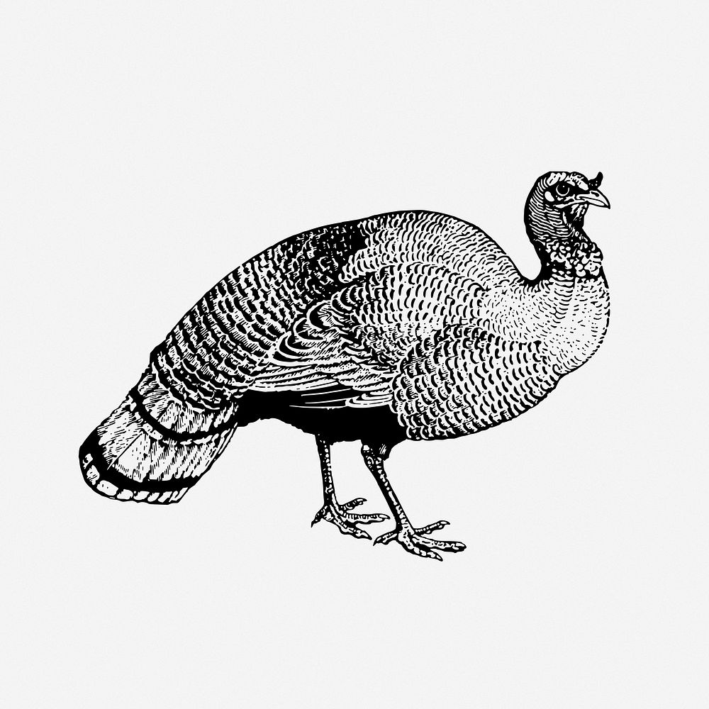 Wild turkey clip art vector. Free public domain CC0 image.
