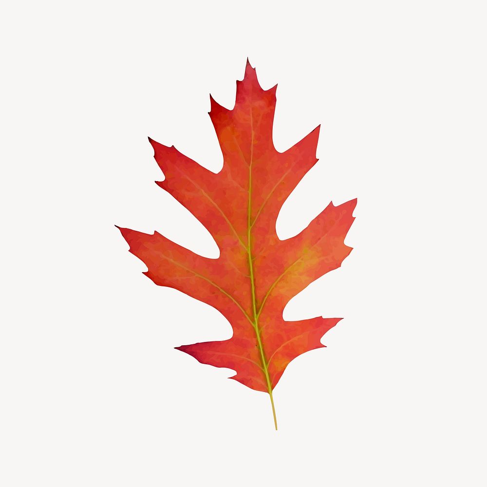 Autumn leaf clip art psd. Free public domain CC0 image.