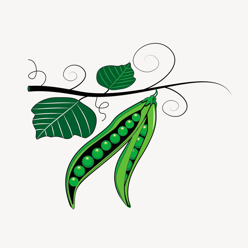 Green pea illustration. Free public domain CC0 image.
