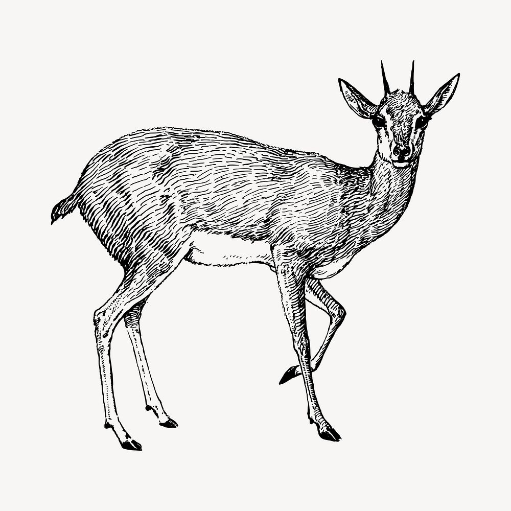 Doe female deer illustration vector. Free public domain CC0 image.