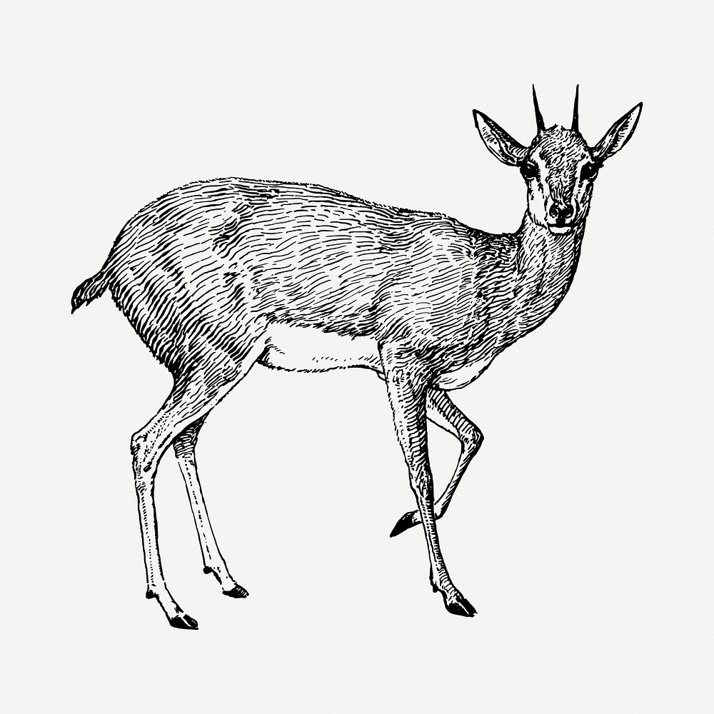 Doe female deer illustration psd. Free public domain CC0 image.