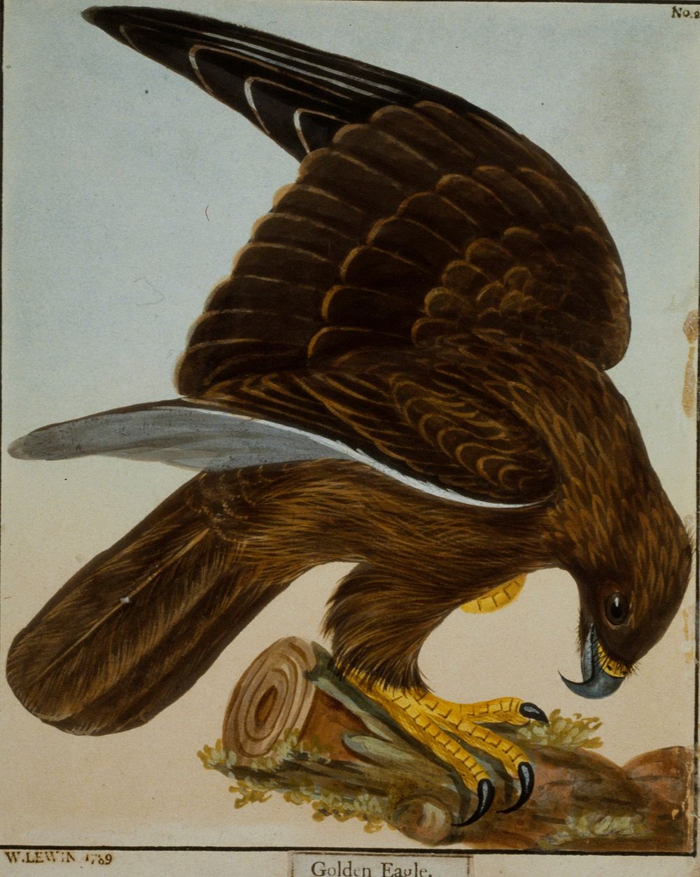 Golden Eagle, No. 2. Original from the Minneapolis Institute of Art.