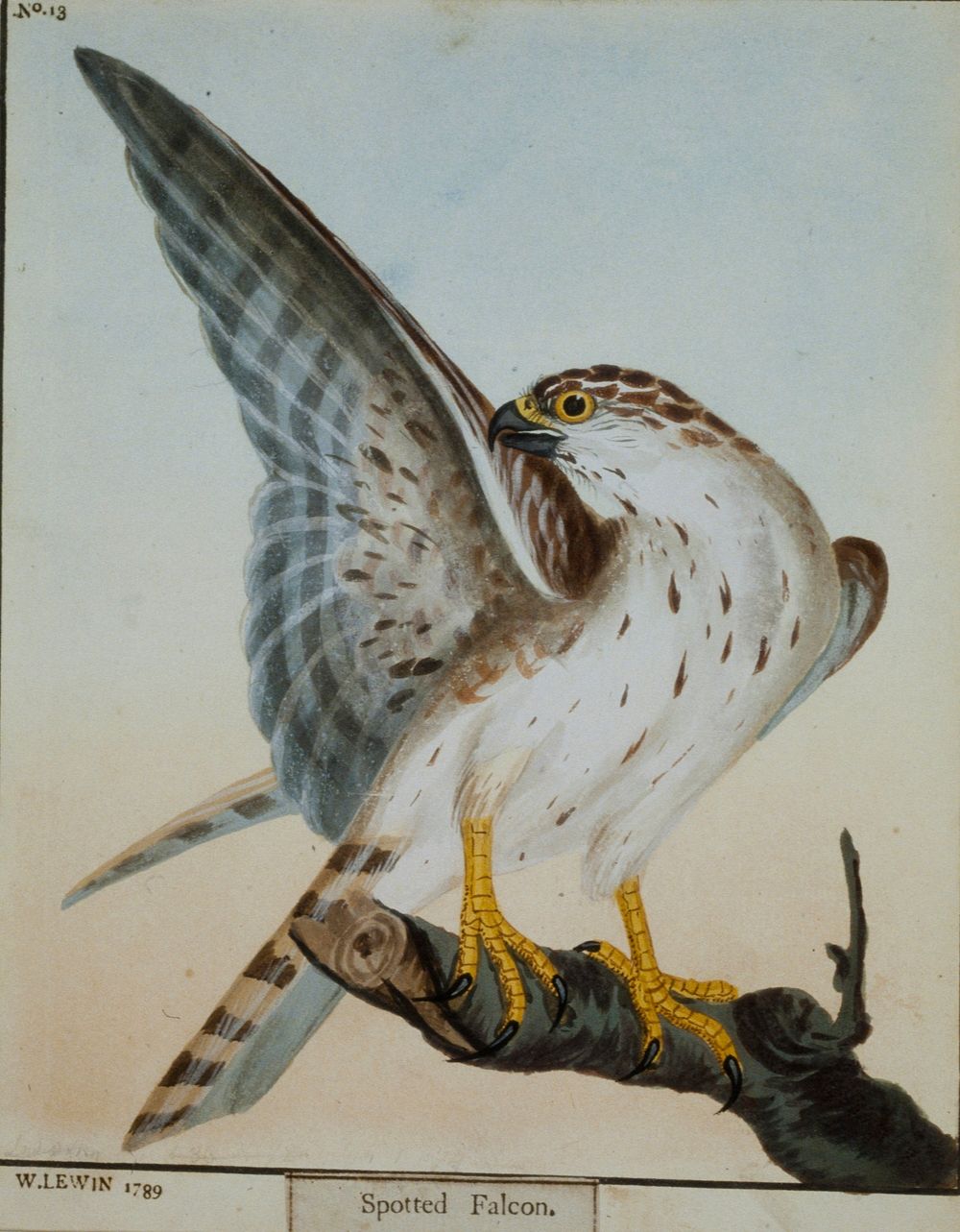 Spotted Falcon, No. 13. Original from the Minneapolis Institute of Art.