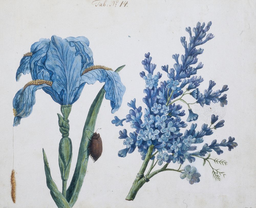 Study of Iris, Lilac and Insects (Tab: No. 14). Original from the Minneapolis Institute of Art.