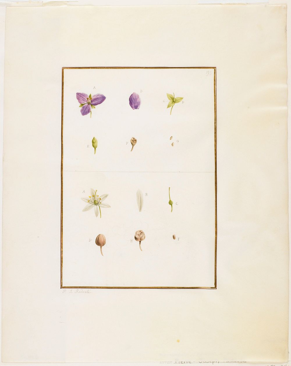 Botanical Dissection: Spidorwort and Senna. Original from the Minneapolis Institute of Art.