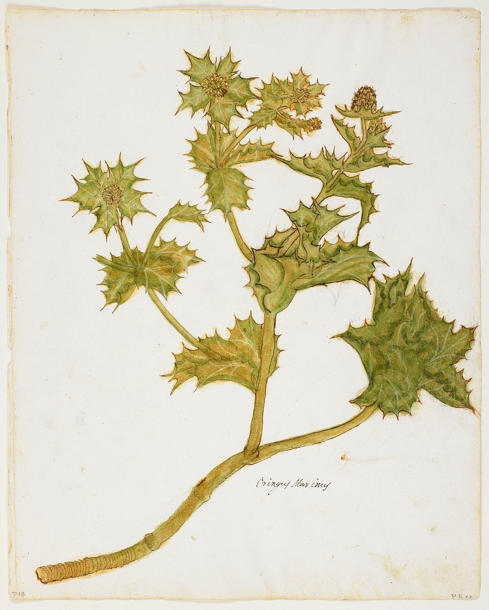 Sea Holly (Eringium Maritimum). Original from the Minneapolis Institute of Art.