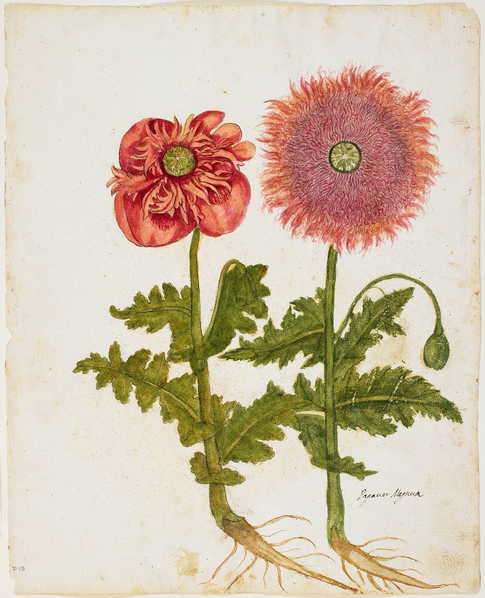 Poppies (Papaver spp.). Original from the Minneapolis Institute of Art.