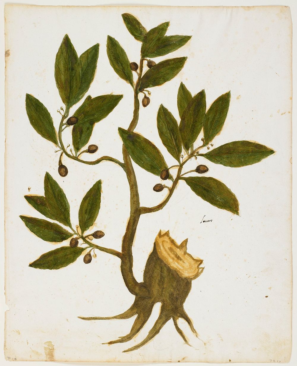 Laurel Tree (Laurus nobilis). Original from the Minneapolis Institute of Art.