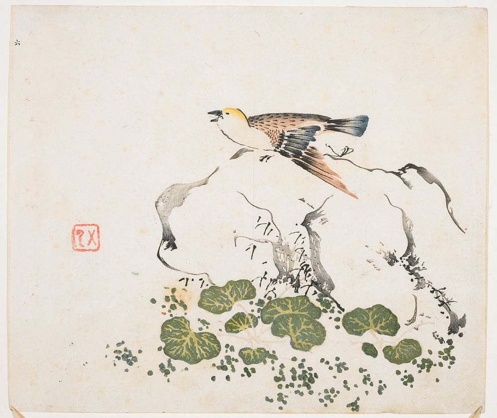 Bird with short beak, yellow crown, red wings and body and blue tail, perched on a rock; roun green leaves at base of rock;…