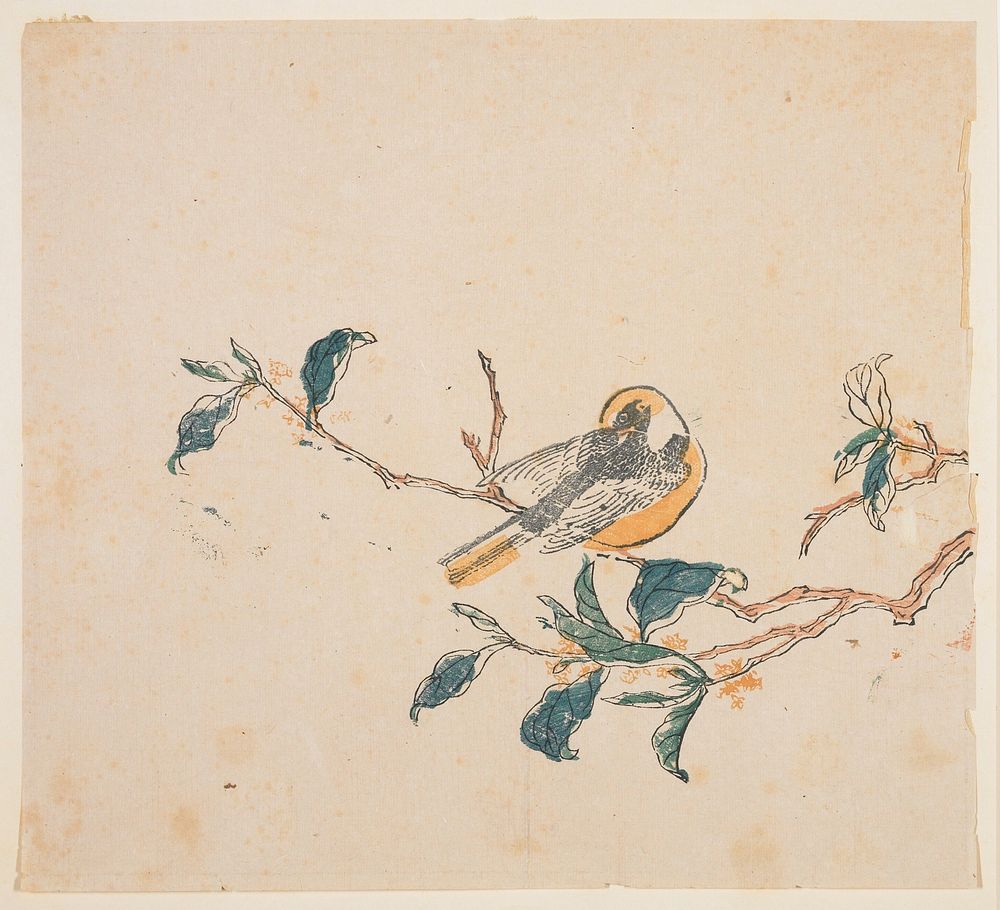 Bird on flowering branch; golden yellow crown, breast and tail; flowers of same yellow on branches. Original from the…