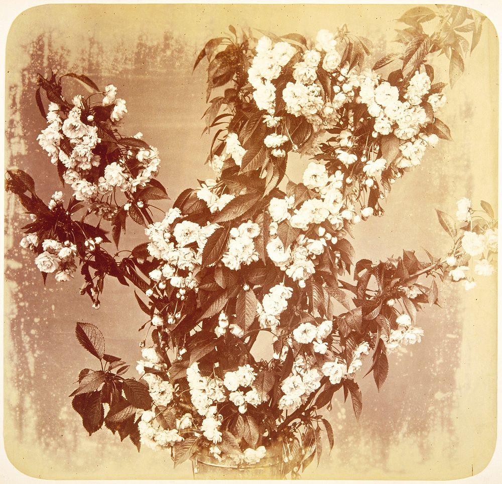 flower blossoms; study. Original from the Minneapolis Institute of Art.