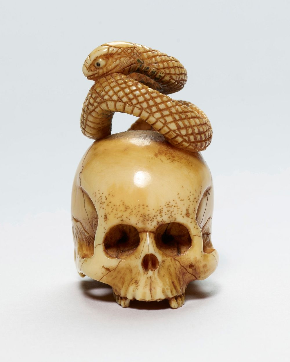 Skull with snake coiled on top; tail curving down back of skull; no lower jaw. Original from the Minneapolis Institute of…