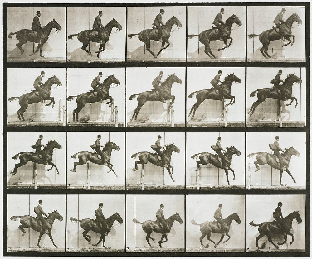 Jumping a hurdle, saddle, bay horse. From a portfolio of 83 collotypes, 1887, by Edweard Muybridge; part of 781 plates…