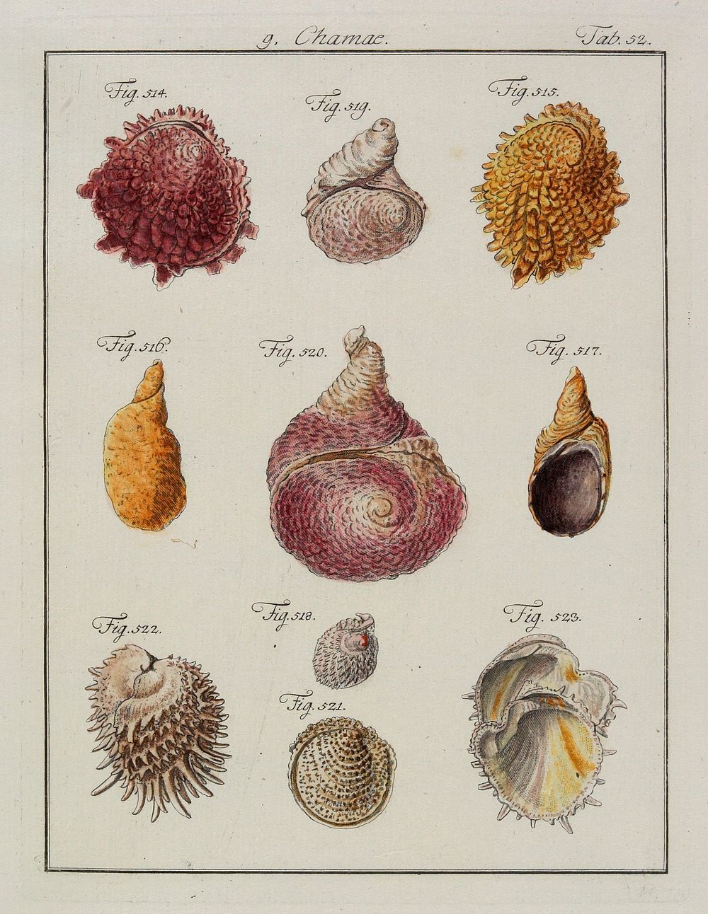 10 shells of varied shapes and colors, numbered "Fig. 514" through "Fig. 523". Original from the Minneapolis Institute of…