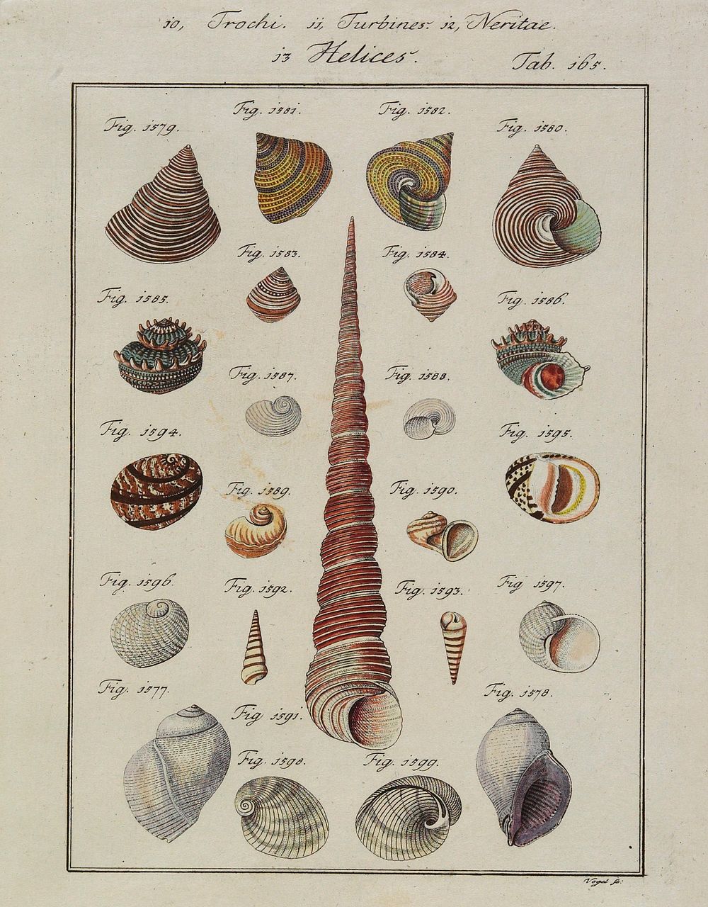 23 shells, mostly of conical or bulbous shapes and varied colors; long red and white conical shell at center; numbered "Fig.…