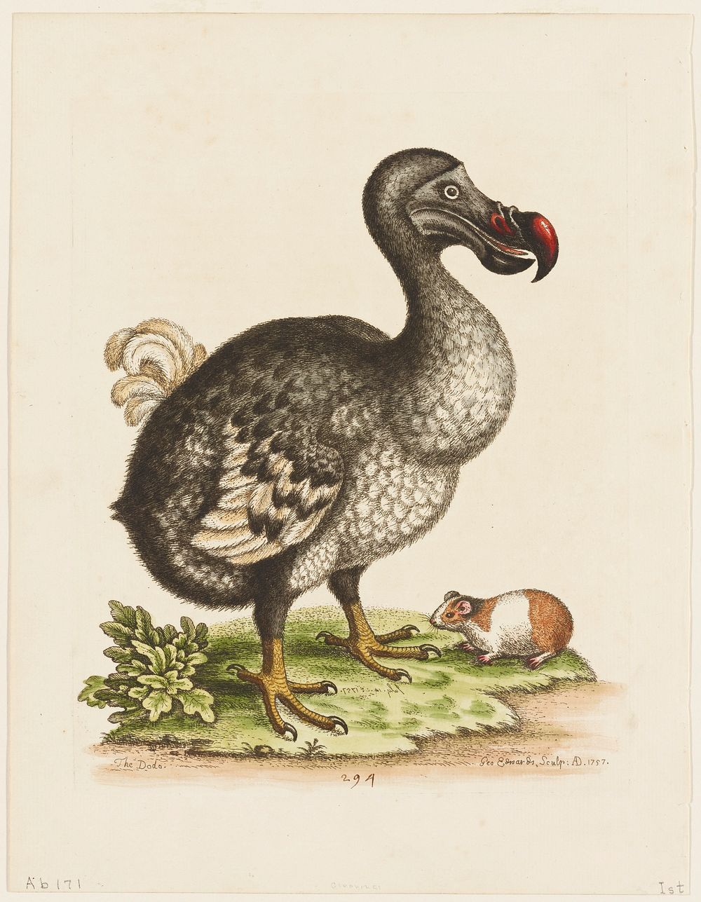 Dodo Images | Free Photos, PNG Stickers, Wallpapers & Backgrounds ...