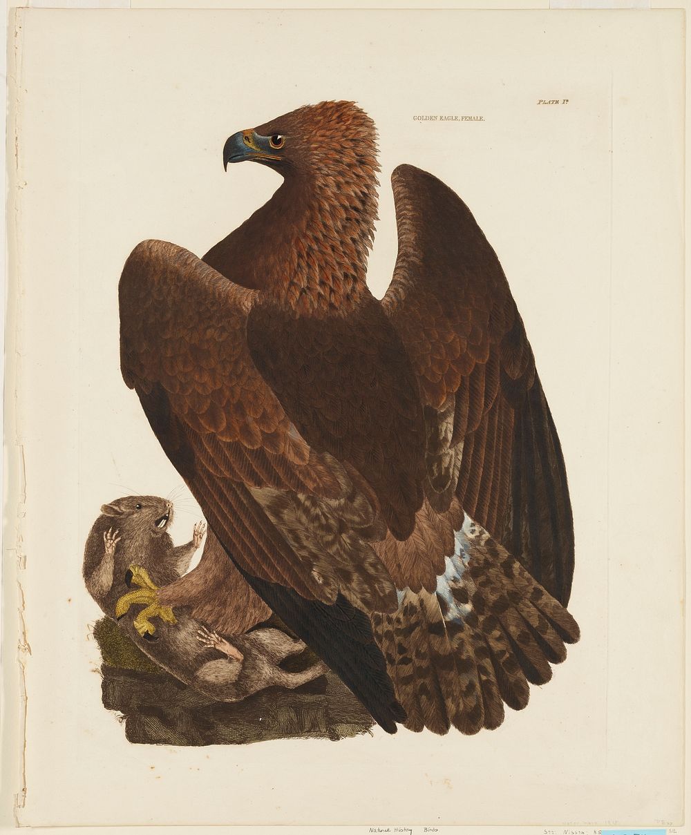 Birds. (golden eagle with pocket gopher). Original from the Minneapolis Institute of Art.