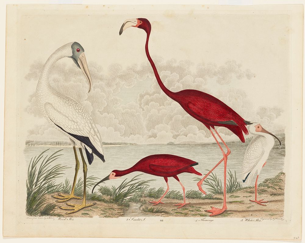Birds 66. 1. Wood Ibis. 2. Scarlet I. 3. White Ibis. 4. Flamingo.. Original from the Minneapolis Institute of Art.