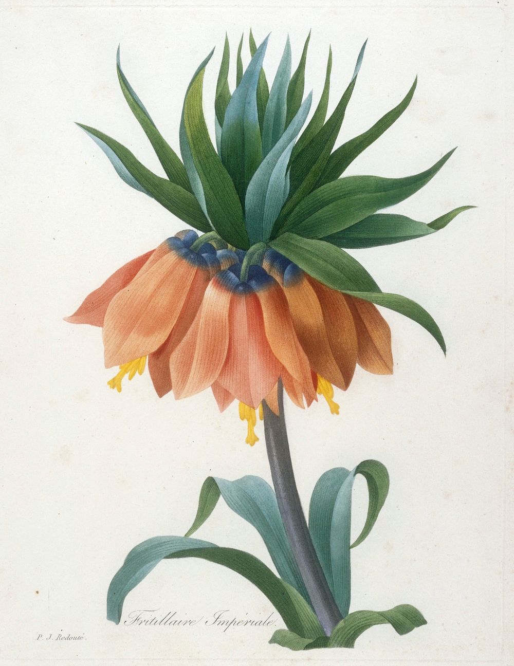 Fritillaire Imperiale, from Choix Des Plus Belle Fleurs et des Plus Beaux Fruits. Original from the Minneapolis Institute of…
