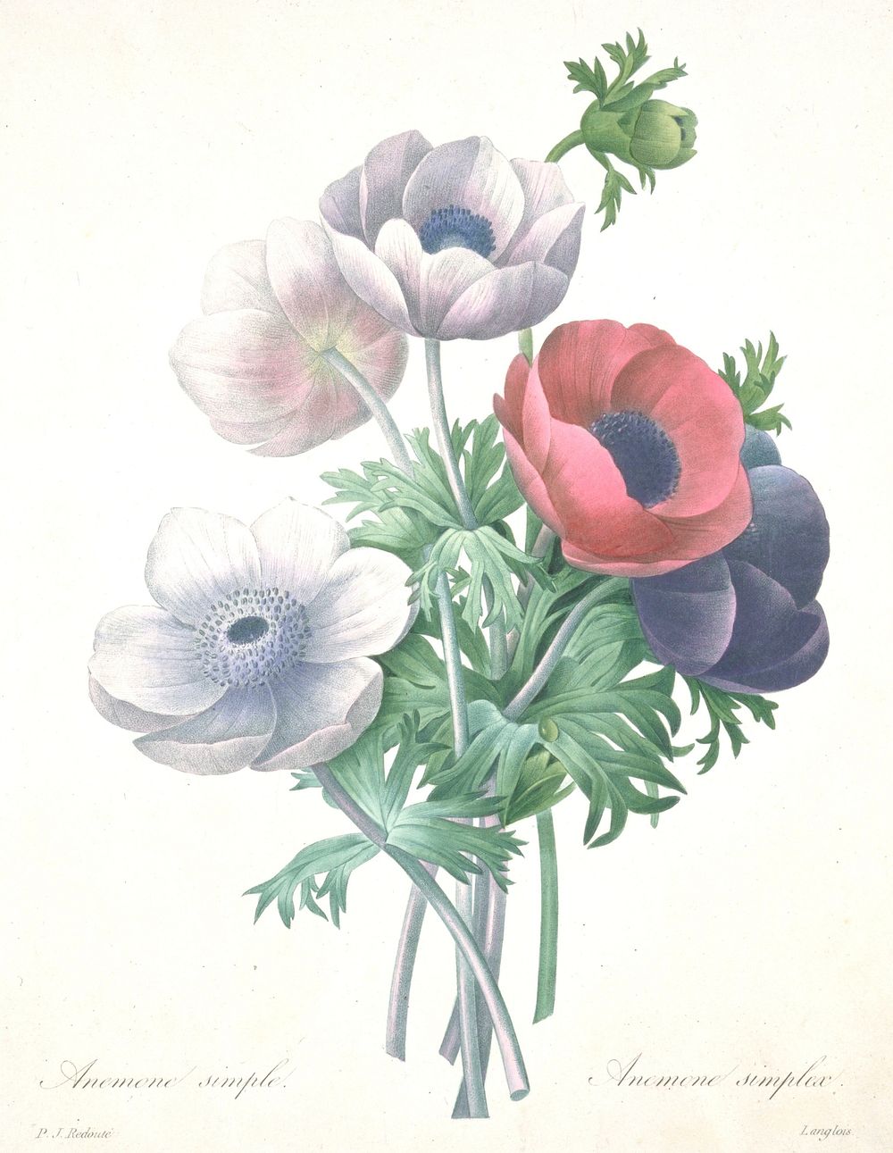 Anemone simple, from Choix des plus belle fleurs et des plus beaux fruits. Original from the Minneapolis Institute of Art.