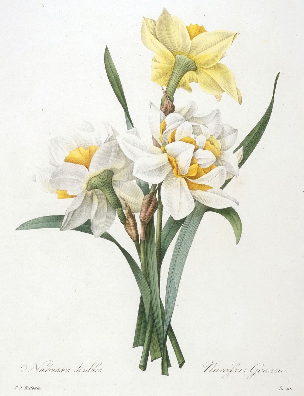 Narcissus gouani (Double Daffodil). Original from the Minneapolis Institute of Art.