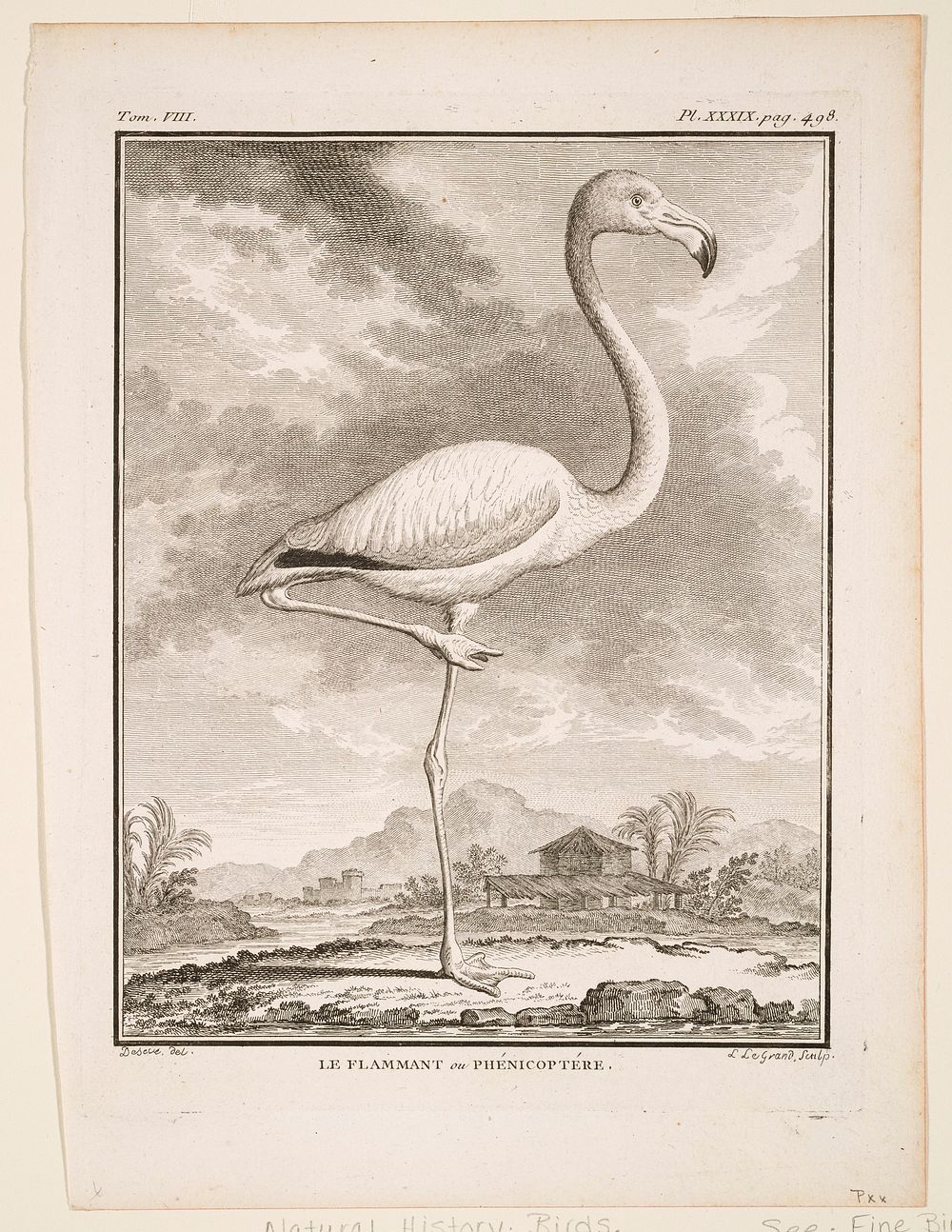 tom. VIII. pl. XXXIX. pag. 498; black and white; birds (flamingo). Original from the Minneapolis Institute of Art.