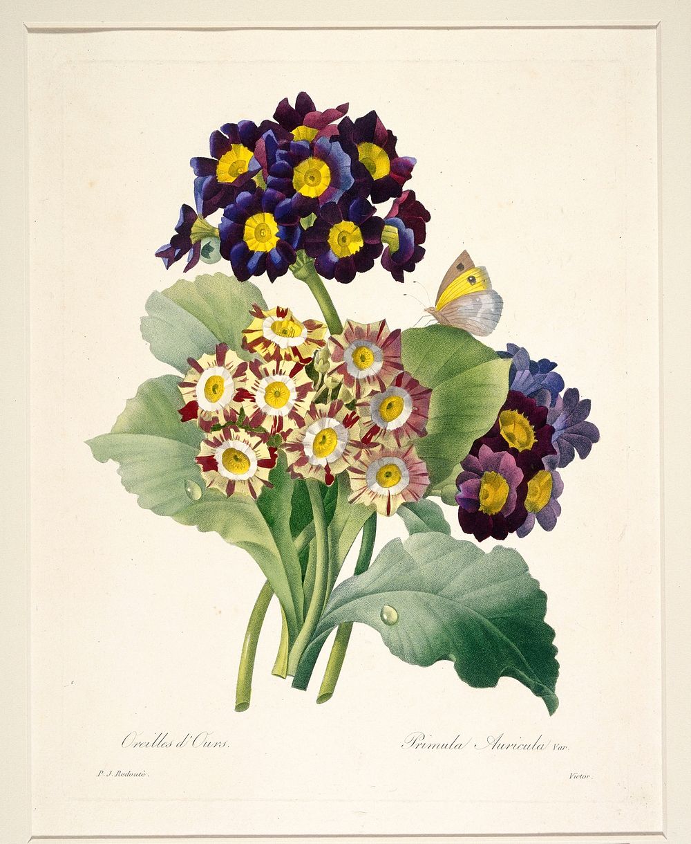 Primula auricula (Primroses). Original Minneapolis | Free Photo - rawpixel