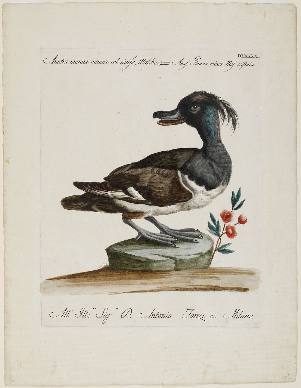 duck standing on a green rock, with head turned back; duck has feathery topknot; black, brown and white feathers; small…
