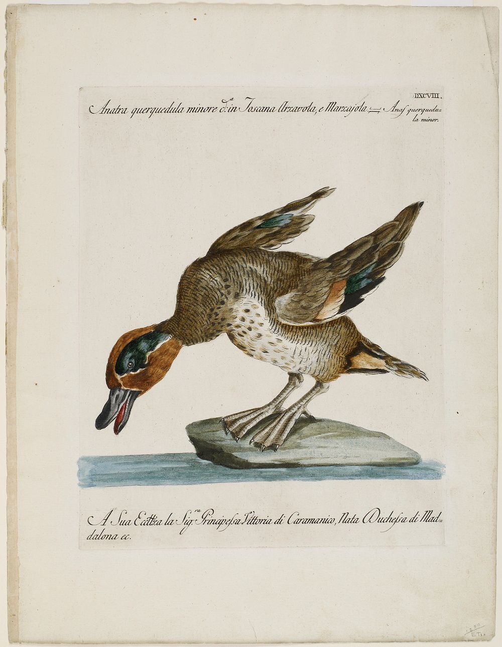 duck, leaning forward, standing on a rock; brown head with green around eyes; text at top and bottom. Original from the…