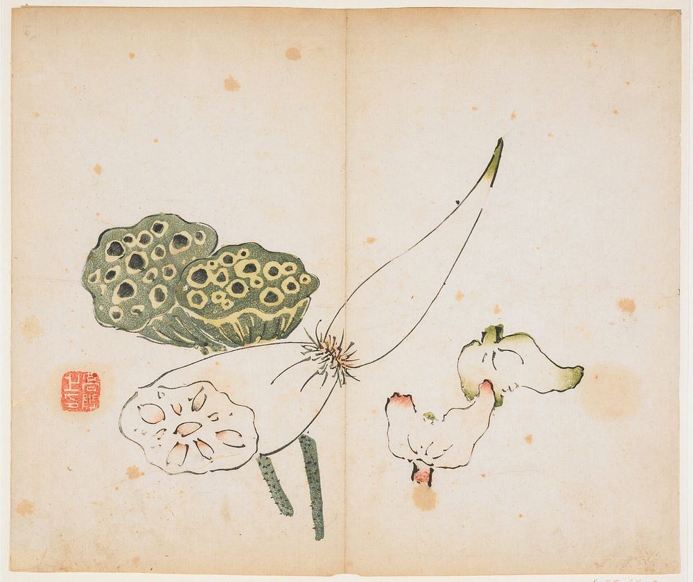 lotus roots and blooms; red seal lower left; album leaf. Original from the Minneapolis Institute of Art.