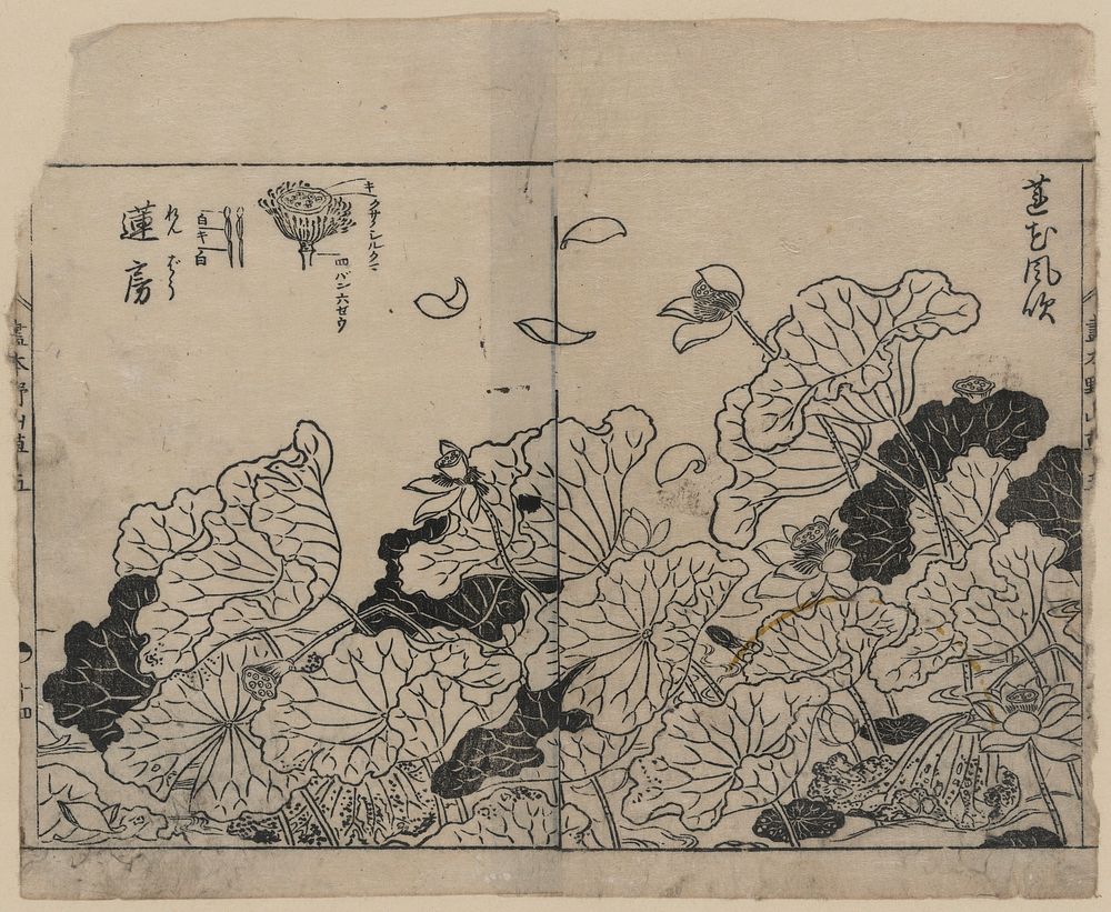 [Lotus in the wind, with detail of lotus pod]. Original from the Library of Congress.