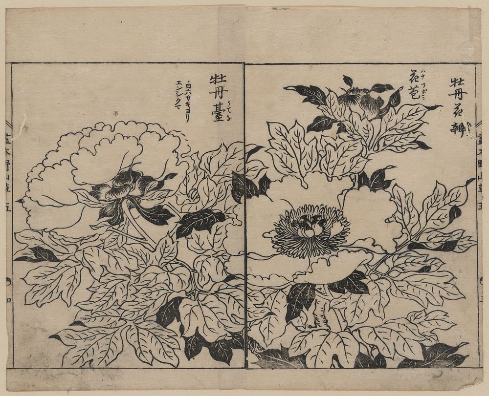 [Peony blossoms]. Original from the Library of Congress.