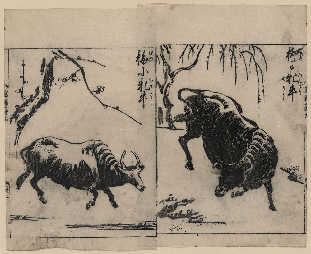 [Two oxen, one under a willow tree and one under a plum tree]. Original from the Library of Congress.