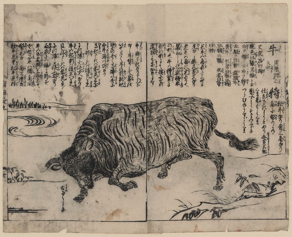 [A large bull or ox]. Original from the Library of Congress.